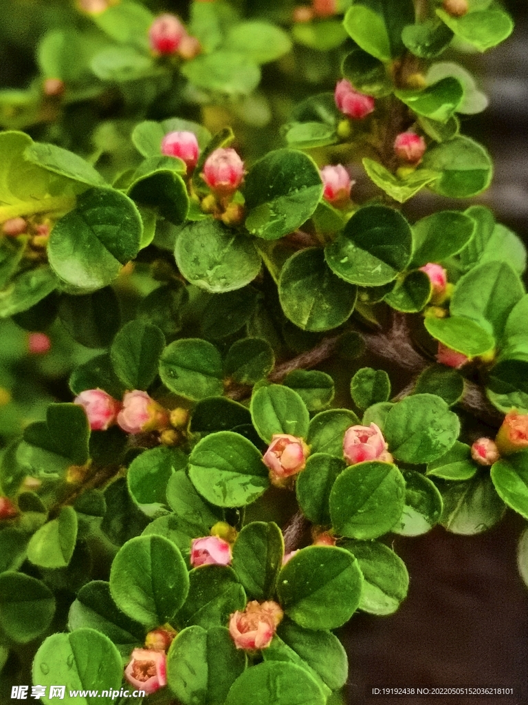 平枝荀子花