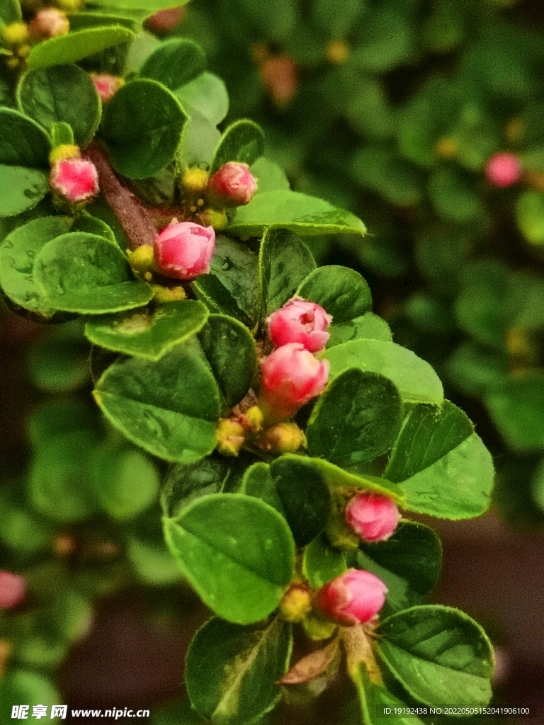 平枝荀子花 