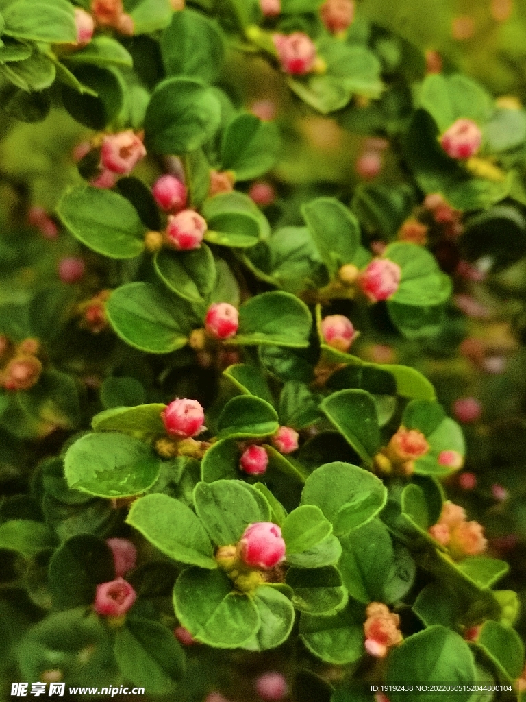 平枝荀子花 