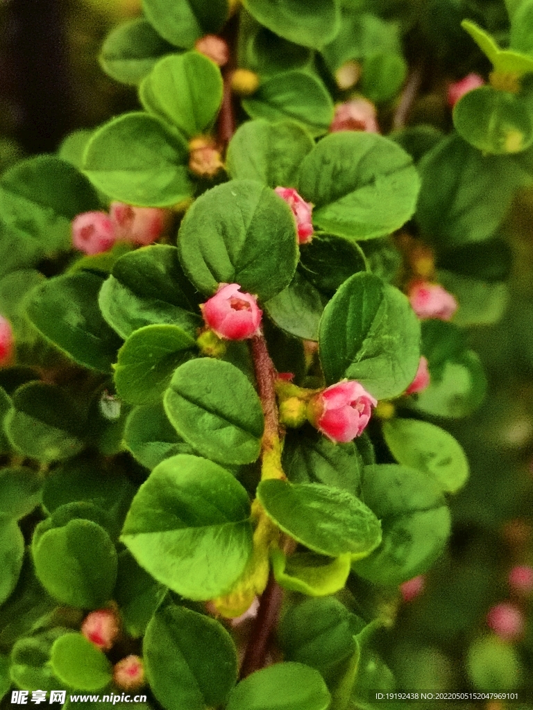 平枝荀子花