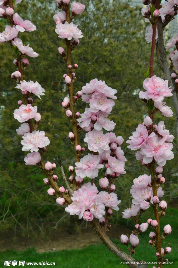 碧桃花
