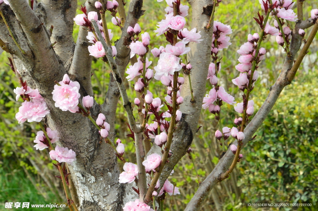 碧桃花
