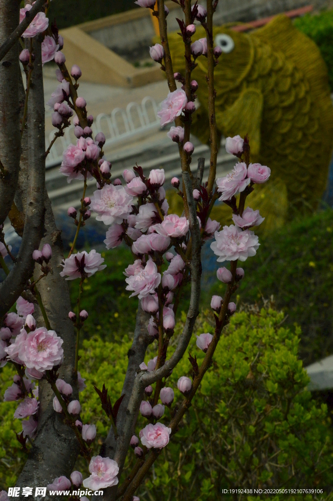 碧桃花 