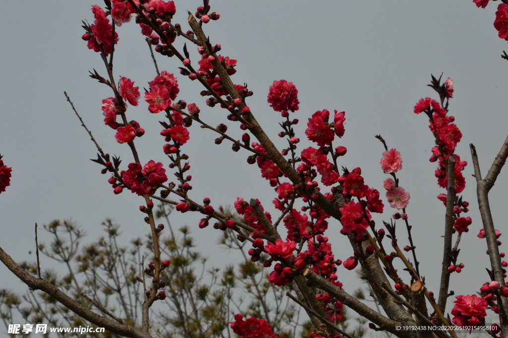 碧桃花 