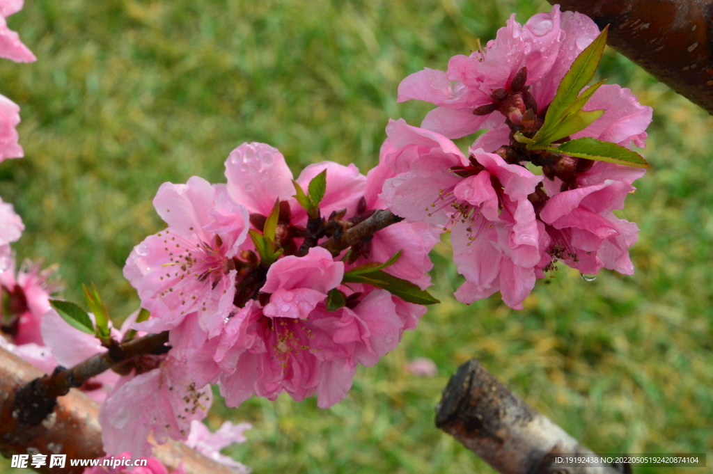碧桃花 
