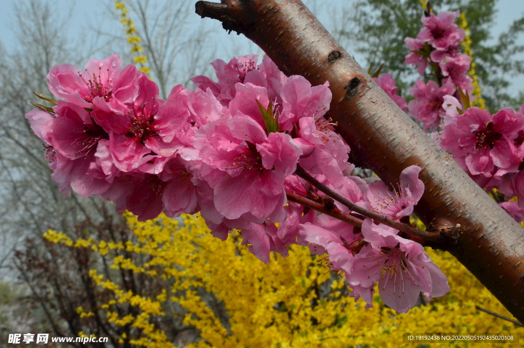 碧桃花