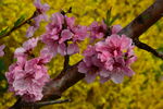 碧桃花