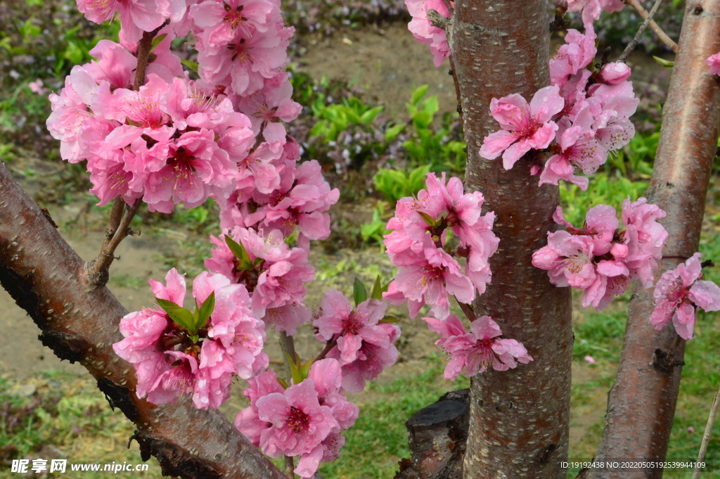 碧桃花