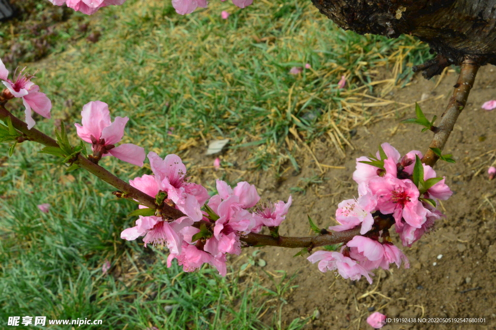 碧桃花 