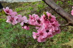 碧桃花