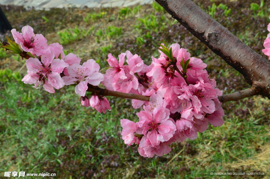 碧桃花