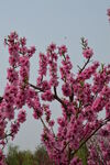 碧桃花