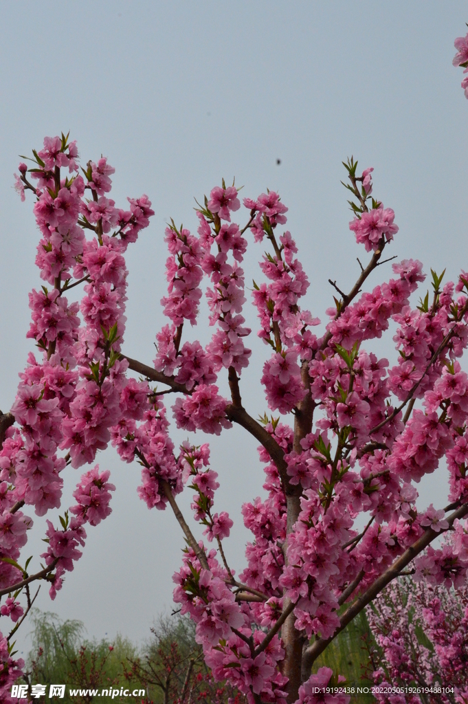 碧桃花