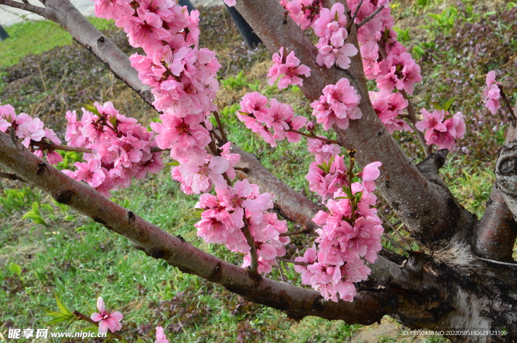 碧桃花 