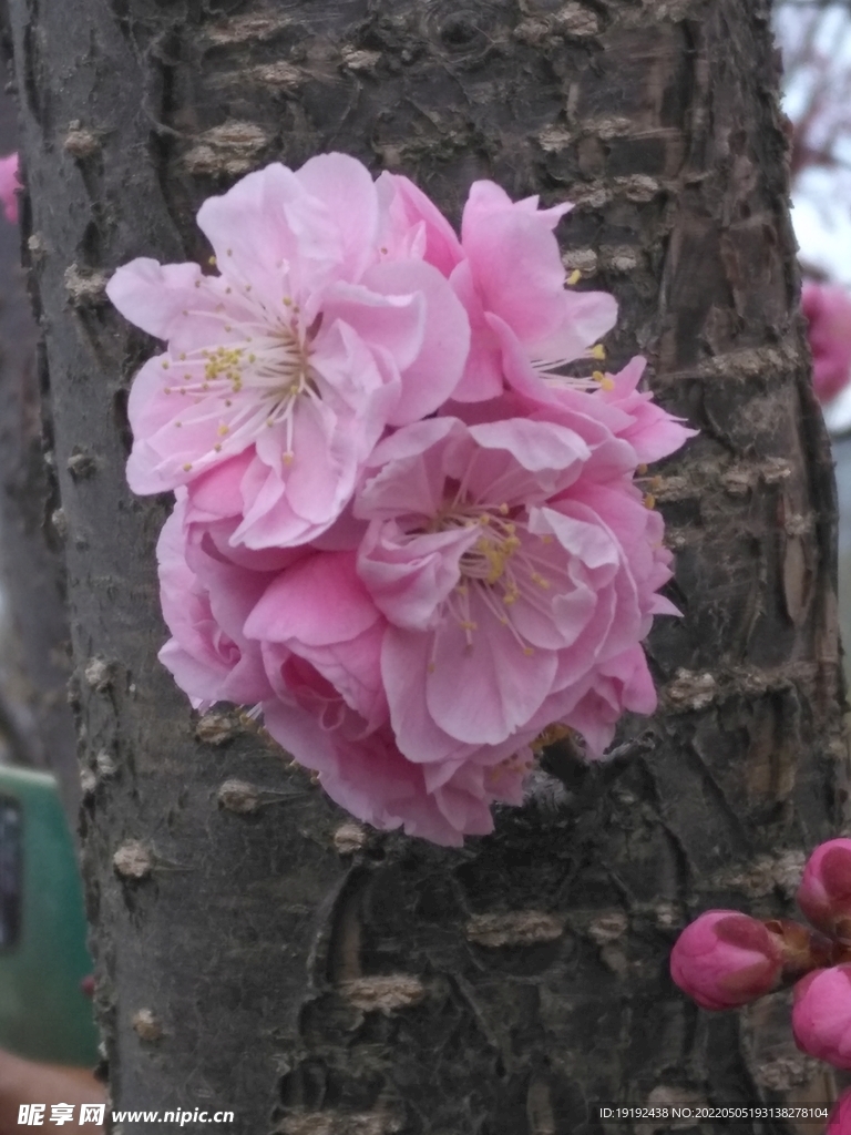 碧桃花 