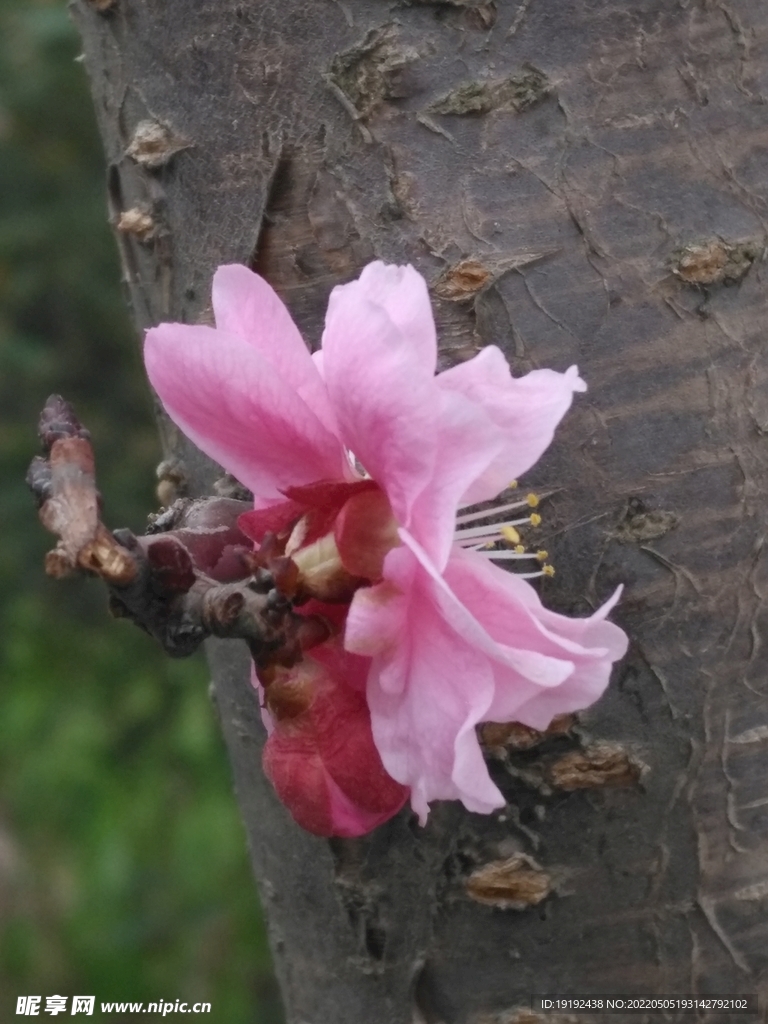 碧桃花