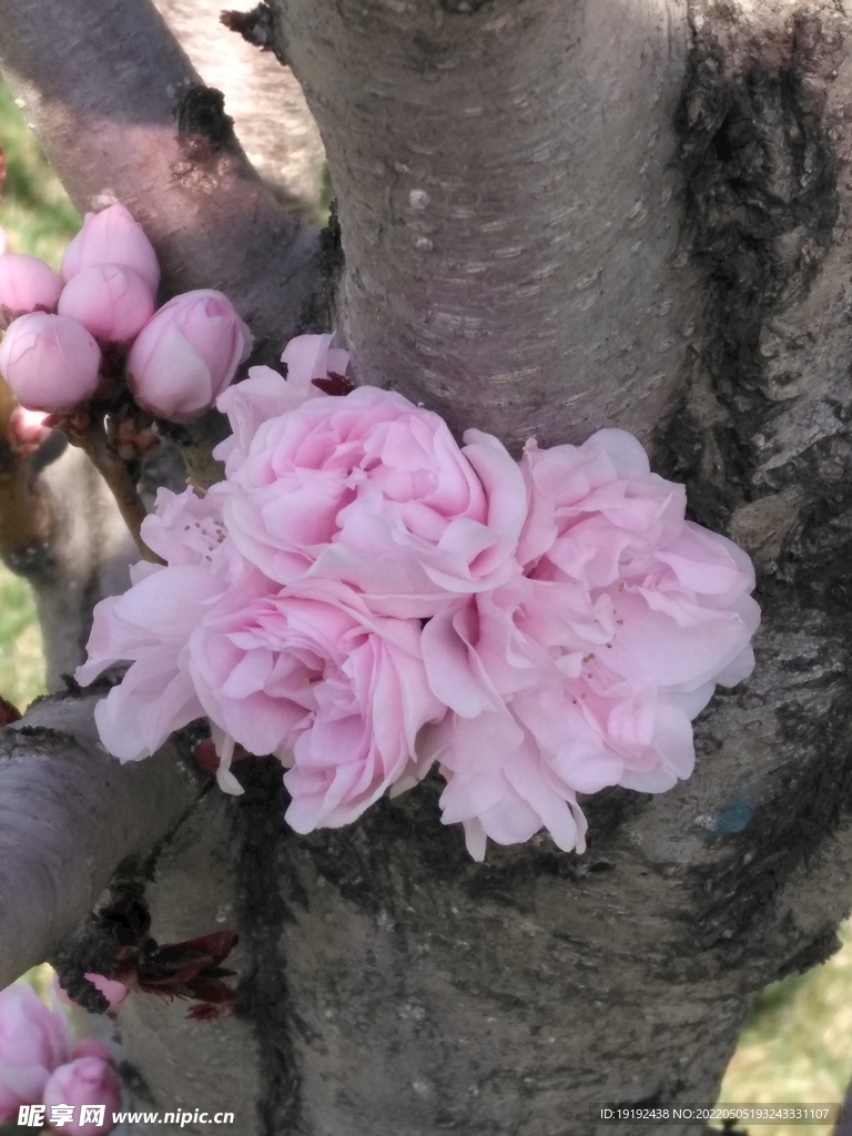 碧桃花 