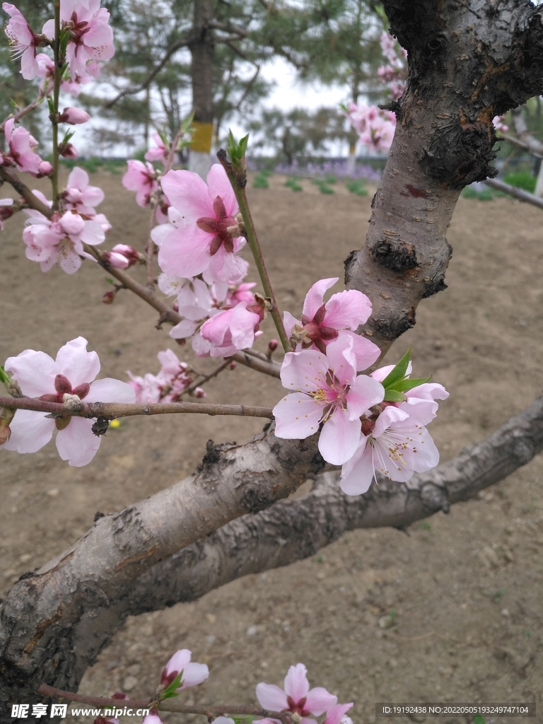 碧桃花 