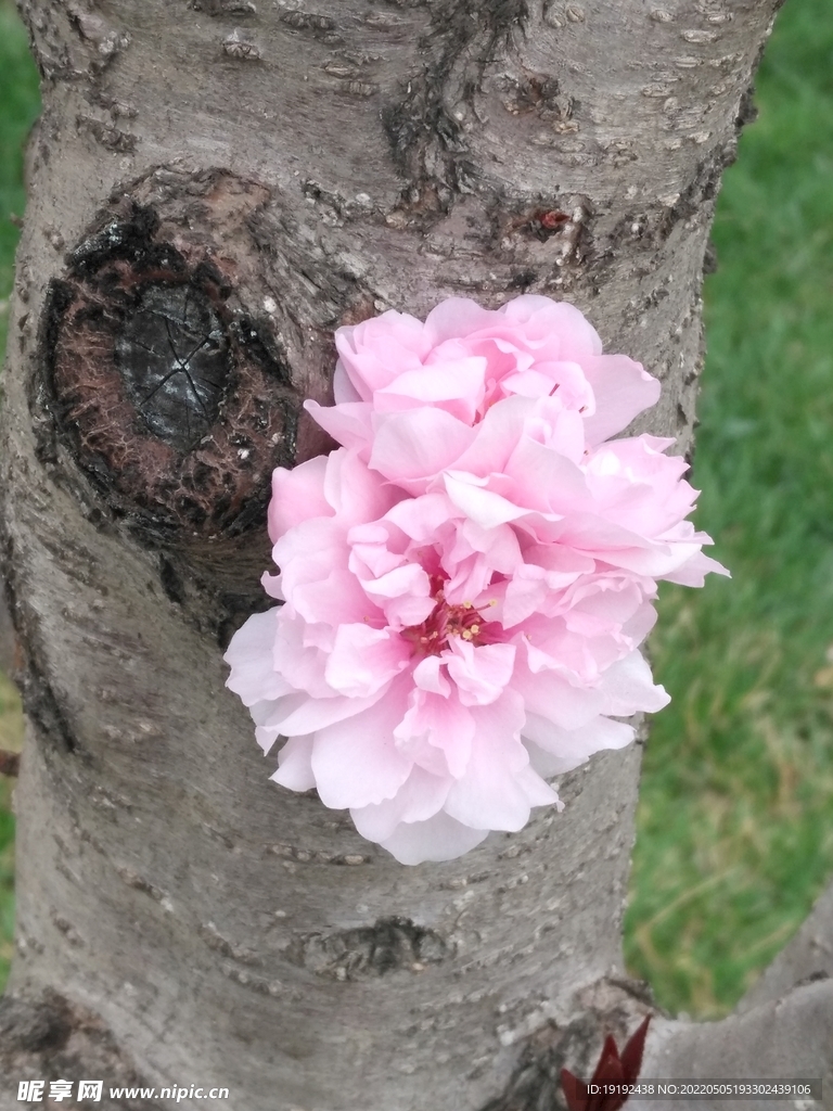 碧桃花 