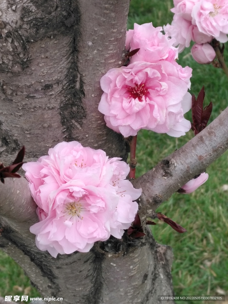 碧桃花 