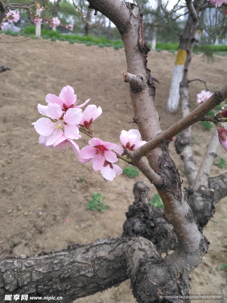 碧桃花 