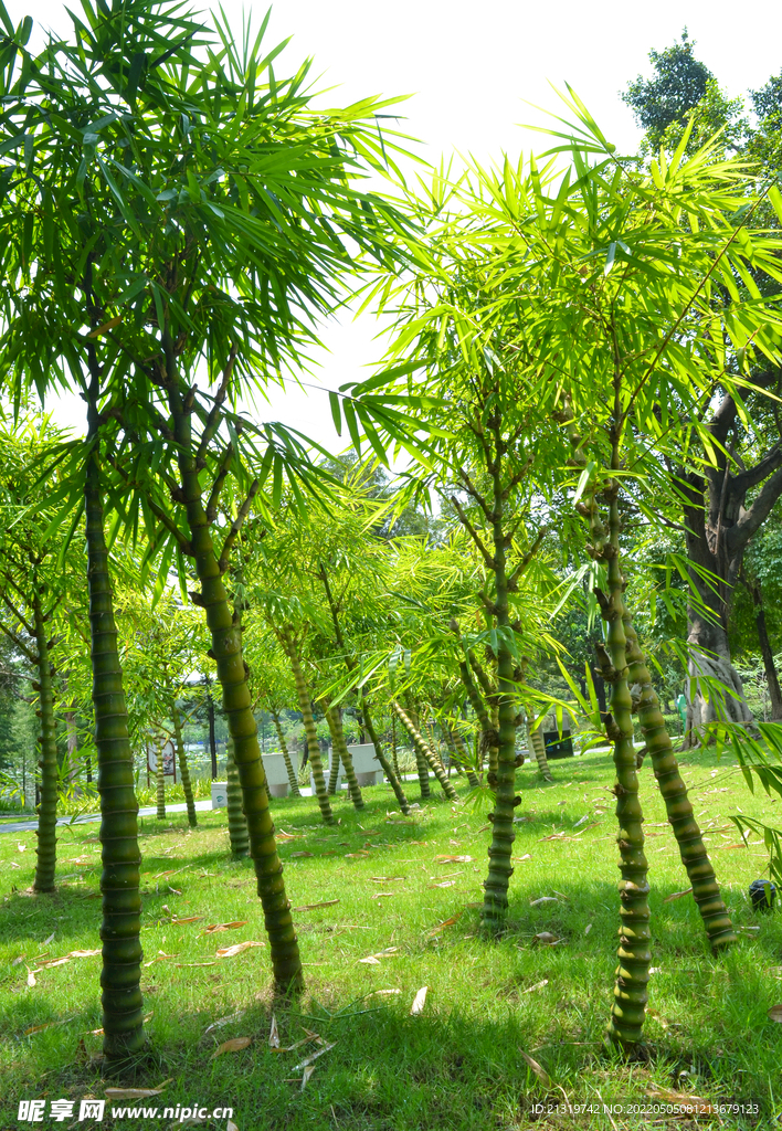 罗汉竹摄影