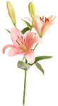 百合花图片