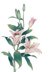 免扣百合花 