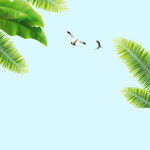 树叶蓝天