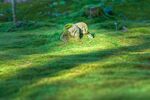 草地