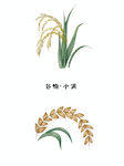 小满麦子 
