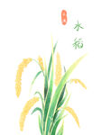 小满清新简约手绘水稻稻穗谷物