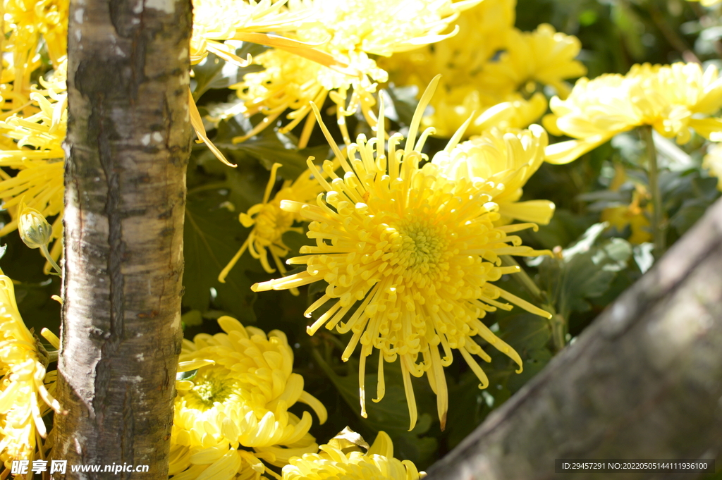 菊花