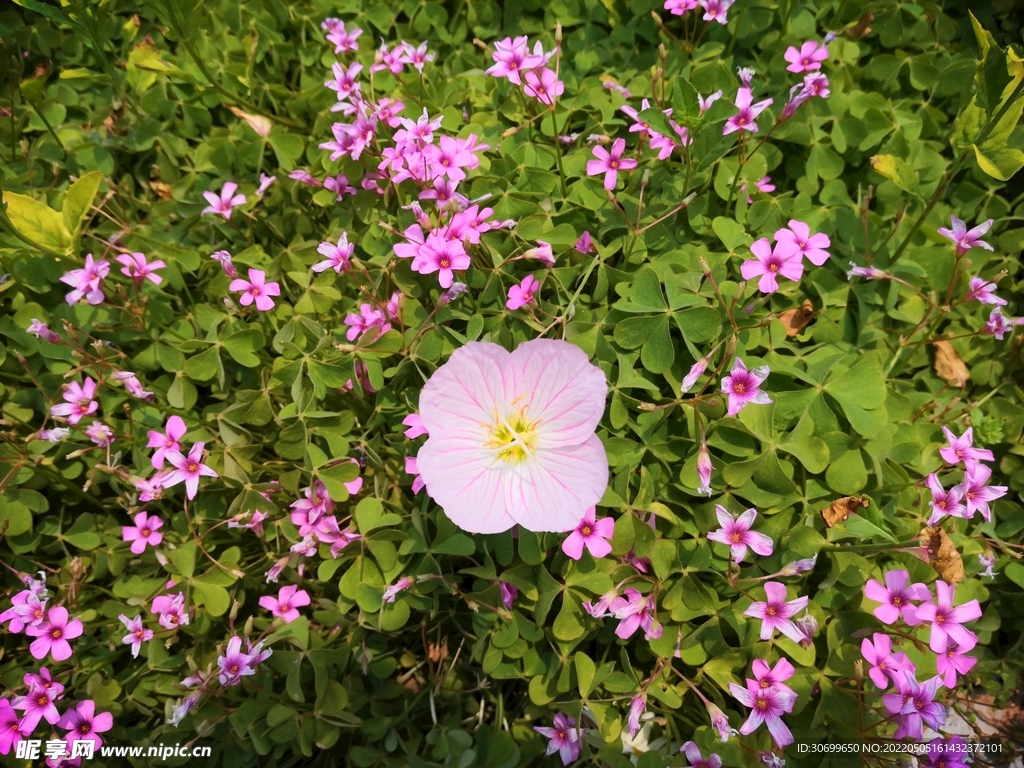 花朵从中过