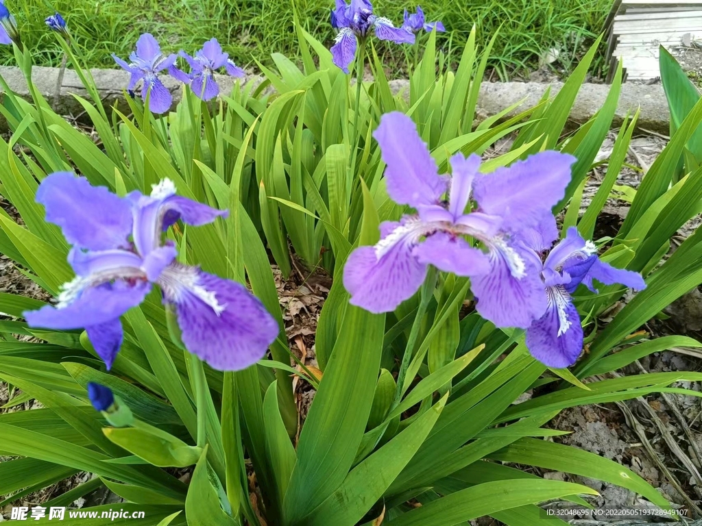 鸢尾花