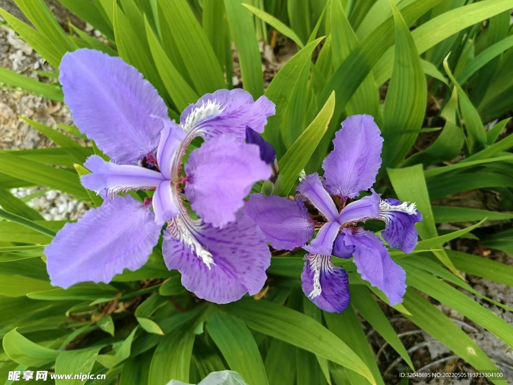 鸢尾花