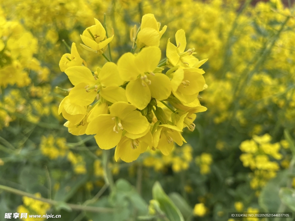 油菜花