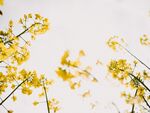 油菜花