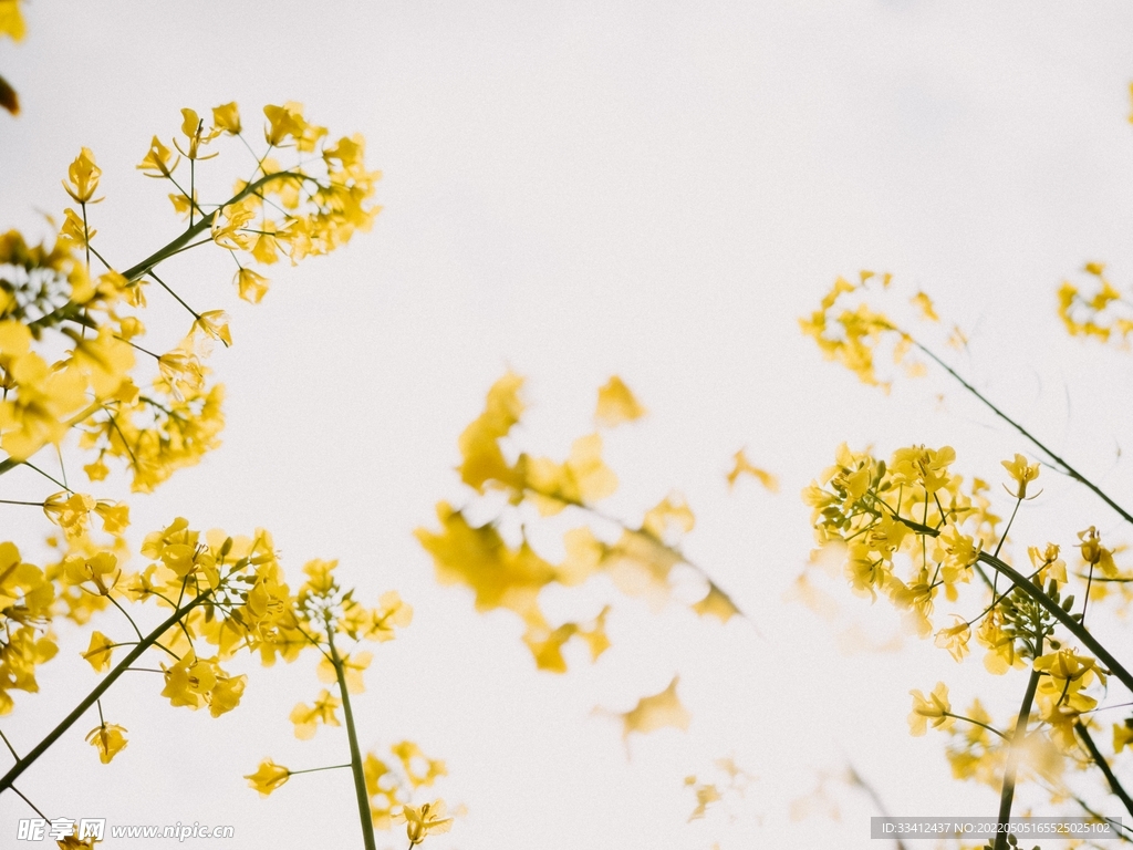油菜花