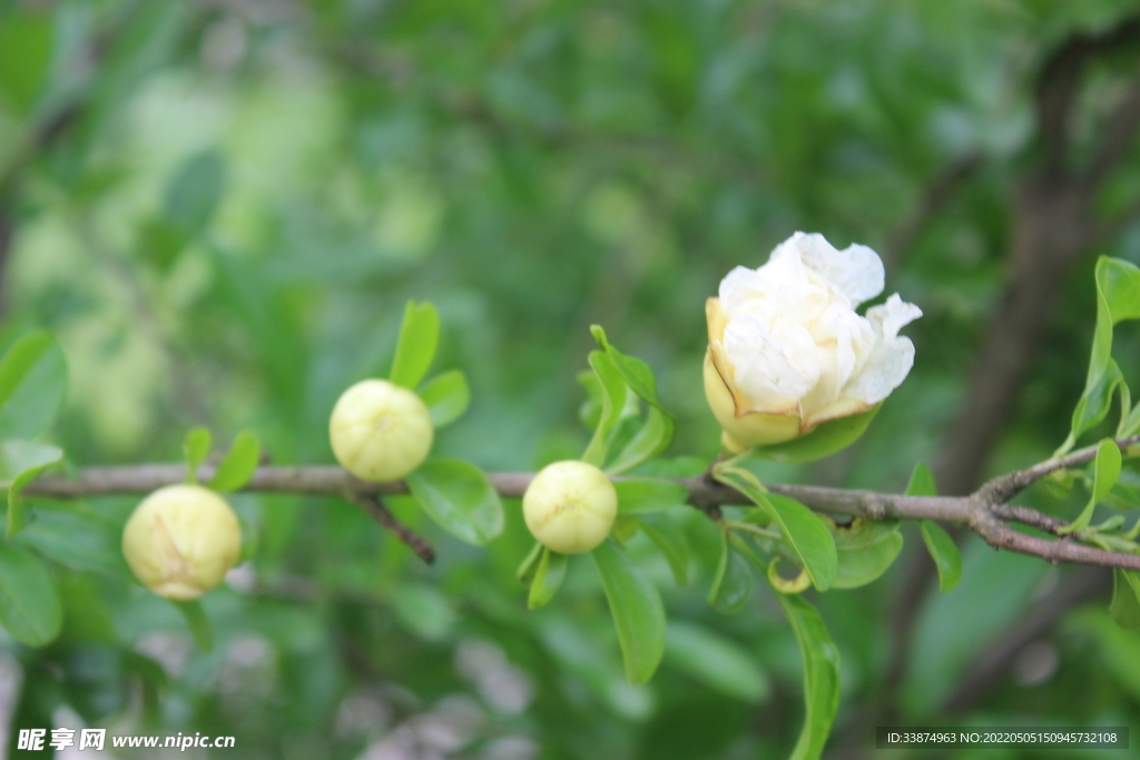 白石榴花