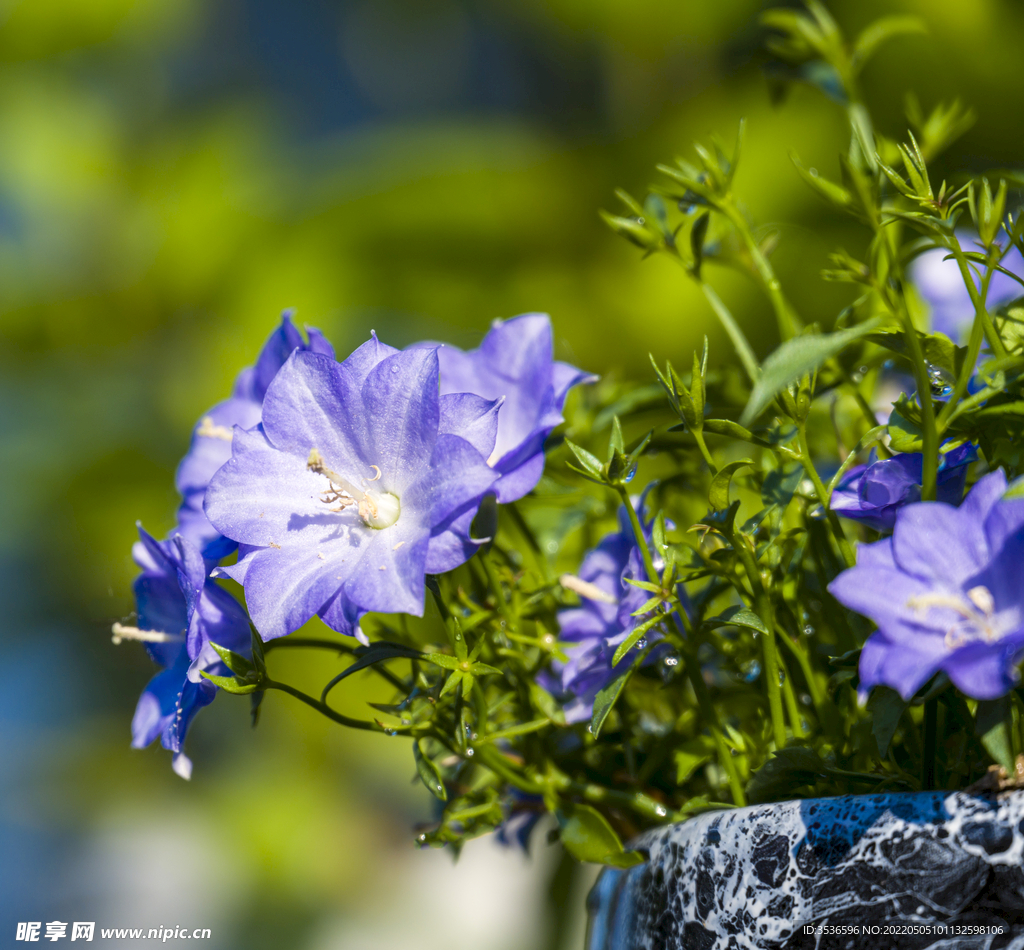 紫色丹麦风铃花