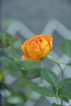 月季花
