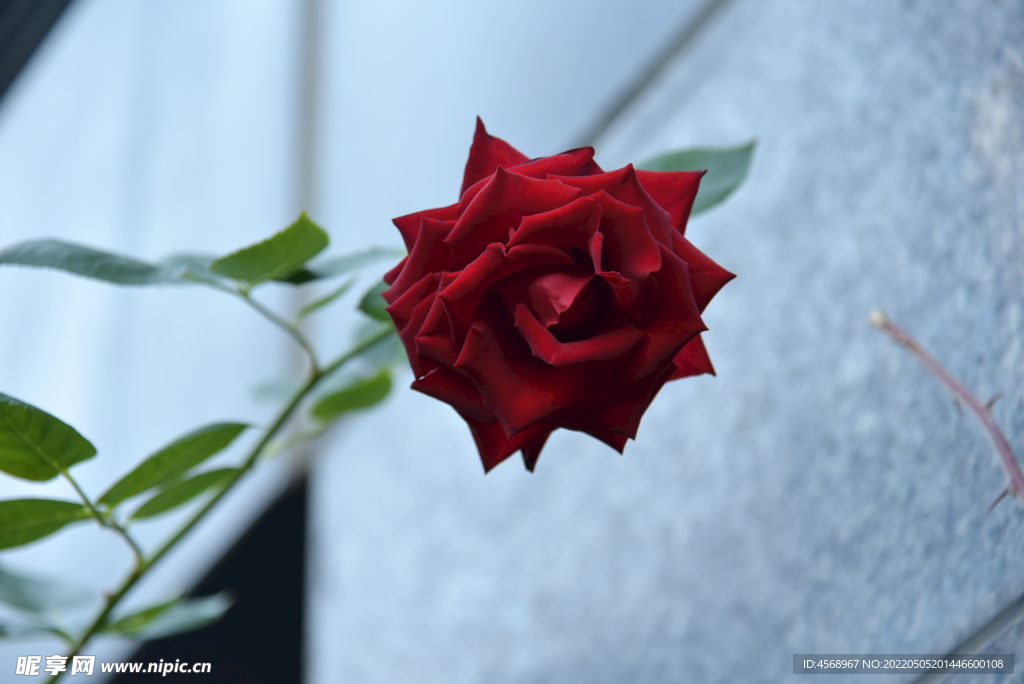 月季花