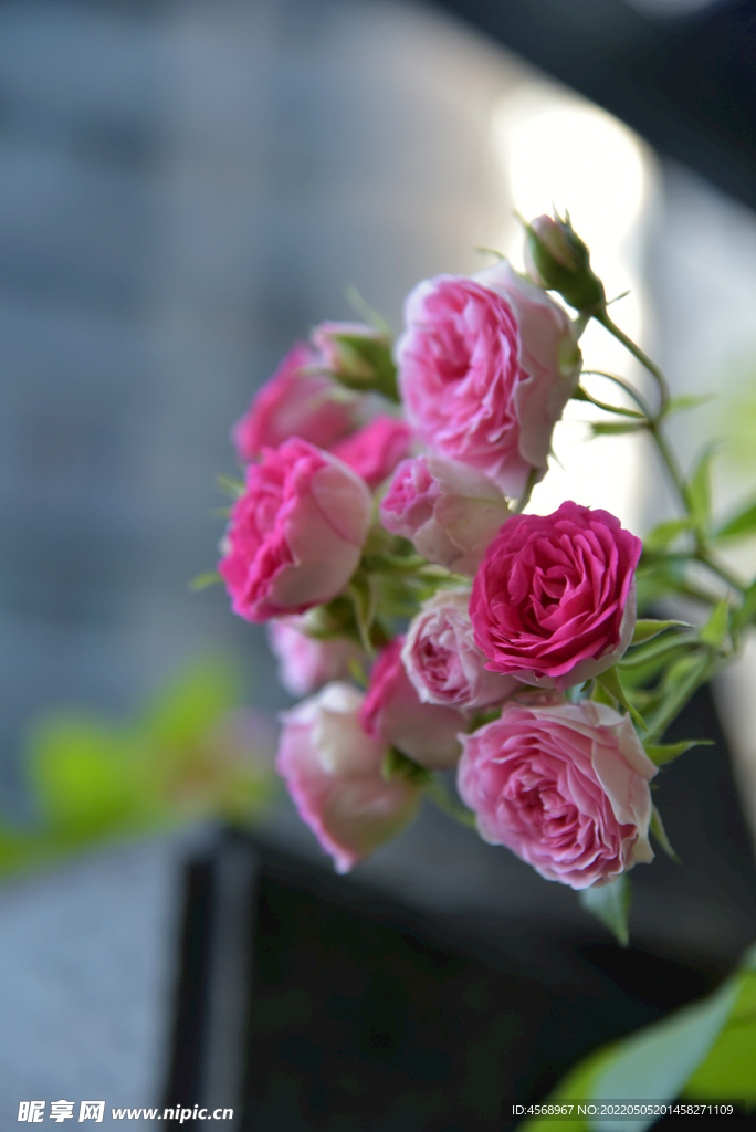 月季花