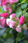 月季花