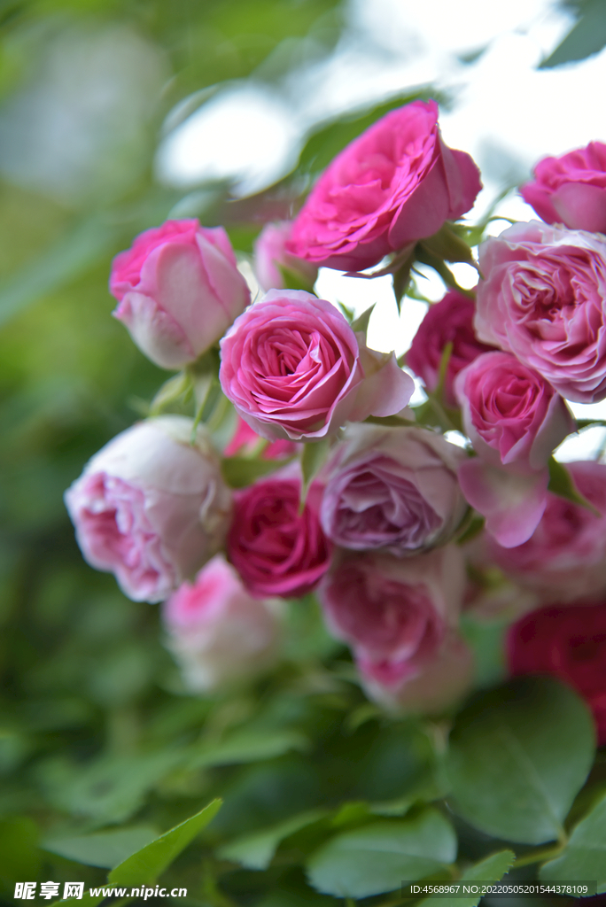 月季花