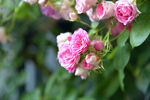 月季花