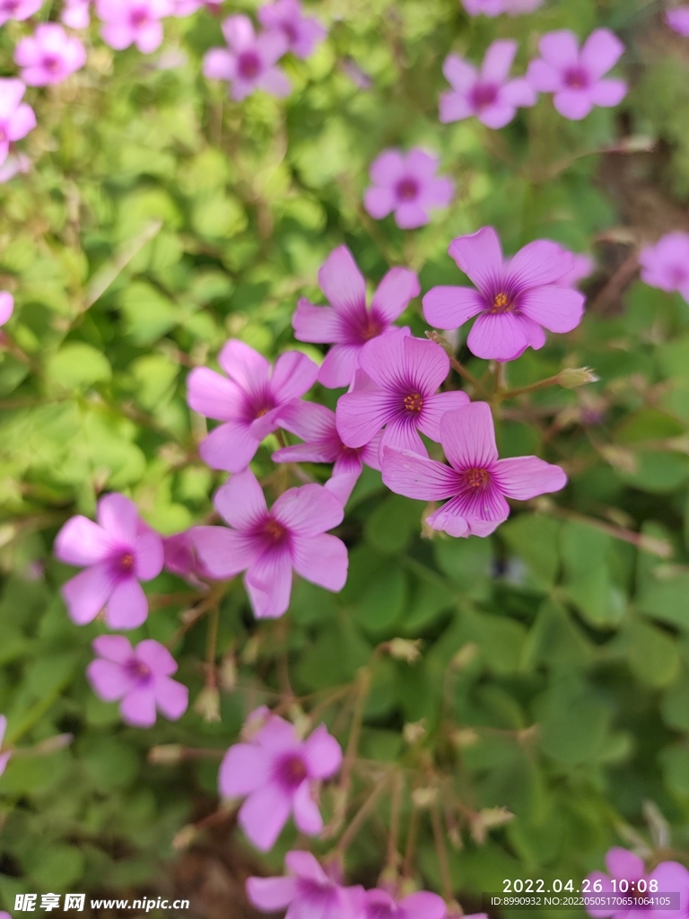 红花酢浆草