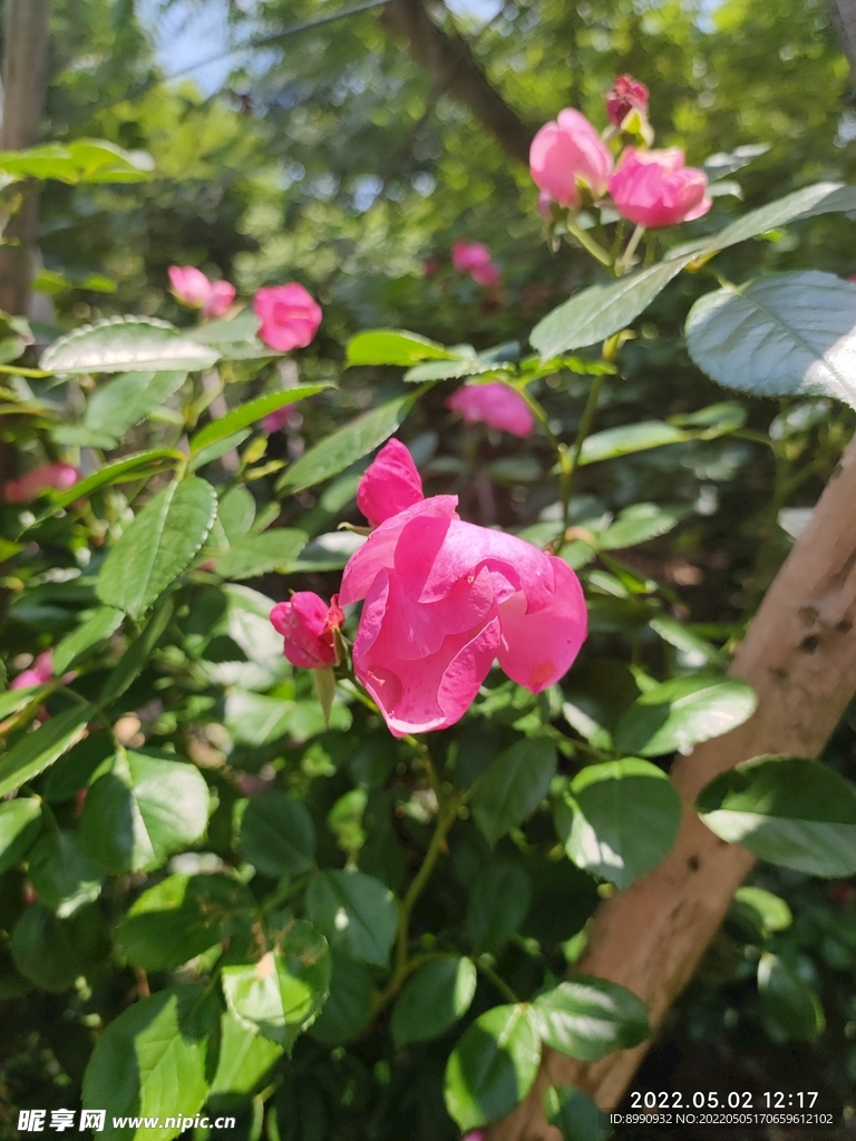 月季花