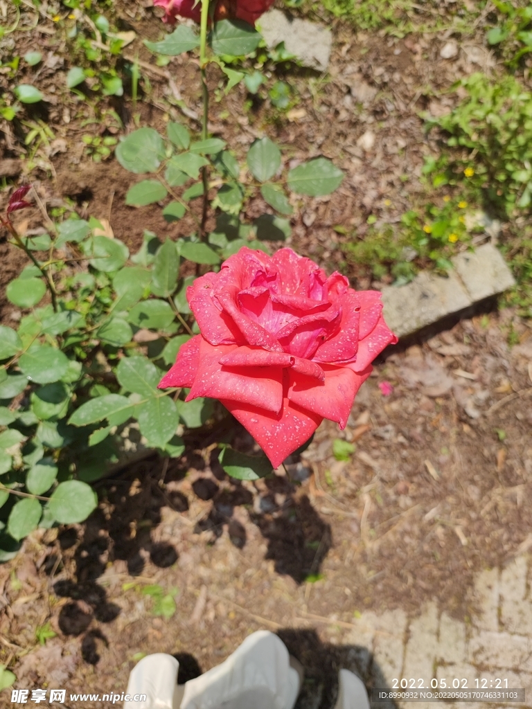 月季花